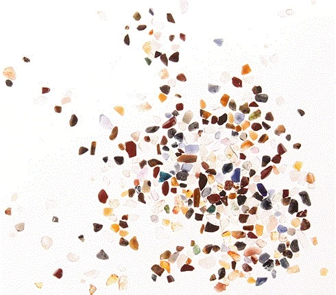 Grimms Rasselfisch Greifling – Bild 2