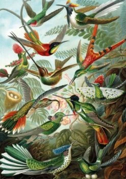 Piatnik Puzzle Kolibris 1000 Teile