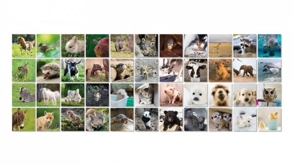 Remember 44 Tierbabies In Der Magnetbox – Bild 2